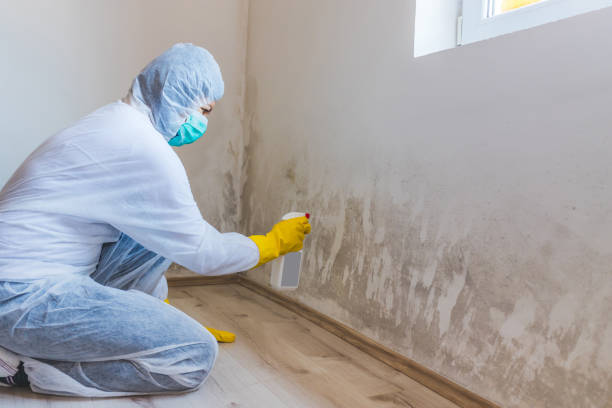 Licensed Commercial Mold Remediation service in Riverdale, NJ - WQB Mold Removal